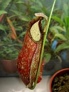 Nepenthes thorelii x rafflesiana 3